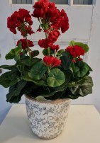 Geranie rot 35 cm hoch 15.00